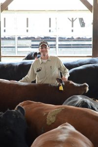 Ken Beever with his cattle