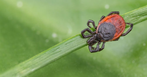 Deer tick on a blade of grass