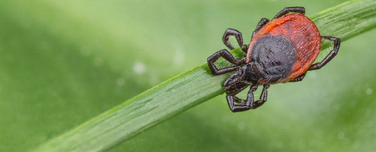 Deer tick on a blade of grass