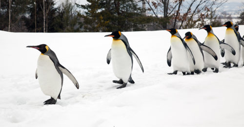 flock of penguins walking along a snowy ridge