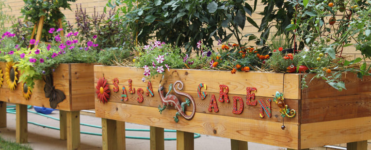 Tomatoes and vegetables in a garden at OSF Saint James John W. Albrecht Medical Center