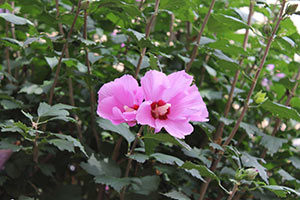 Purple flower in a garden at OSF Saint James John W. Albrecht Medical Center
