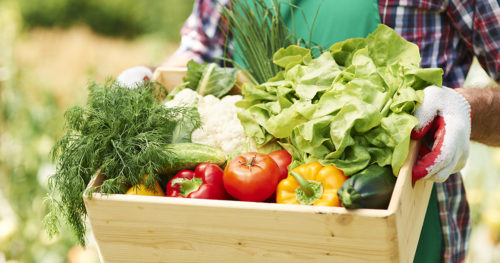 Bushel basket of garden vegetables