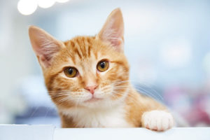 tabby cat