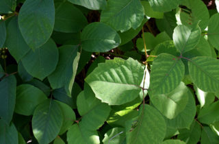 Poison ivy leaves.