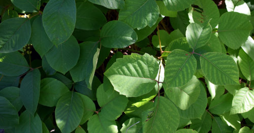 Poison ivy leaves.