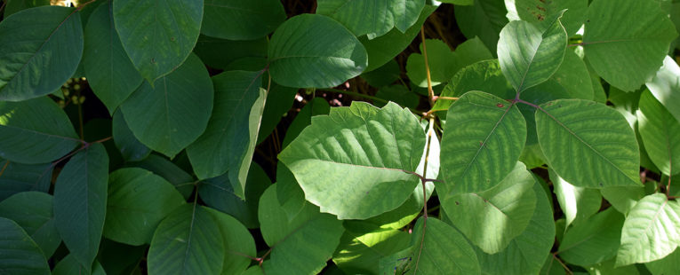 Poison ivy leaves.