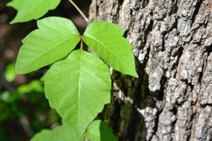 Poison ivy plant on tree.