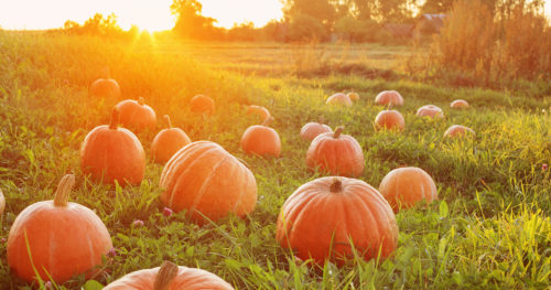 Field of pumpkins in green grass with rays of sunlight from a distant sunrise