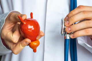 doctor holds a model of a urinary tract