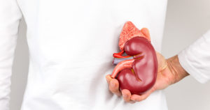  Female hand holding model of human kidney organ at back of body