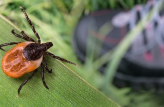 tick waiting to jump