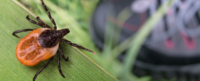 tick waiting to jump