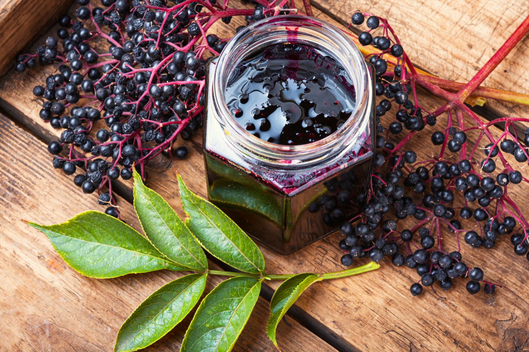 https://osf-blog.live.imagescape.com/blog/wp-content/uploads/2021/08/elderberries-2.jpg
